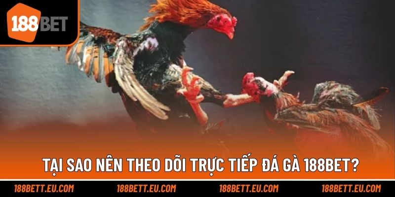 Ưu điểm vượt trội khi theo dõi đá gà 188bet trực tiếp
